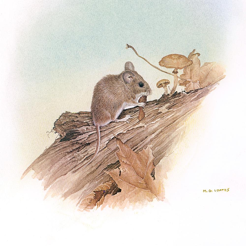 Field Mouse - Framed Print | Artwork by Glen Loates