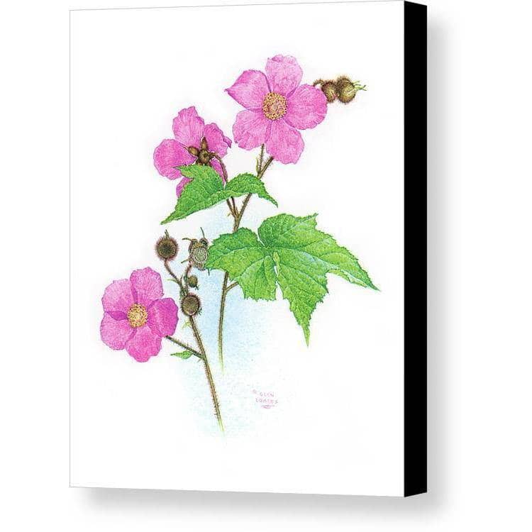 Flowering Raspberry - Canvas Print | Artwork by Glen Loates
