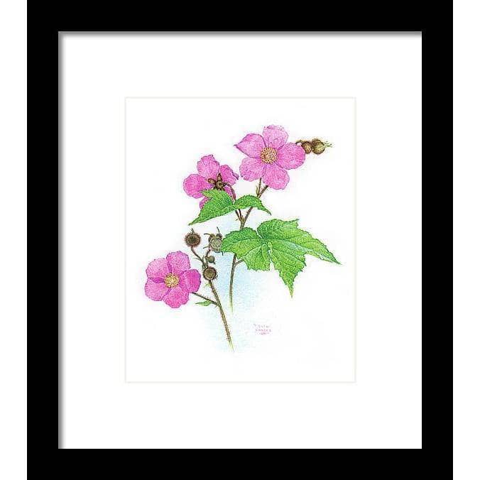 Flowering Raspberry - Framed Print | Artwork by Glen Loates