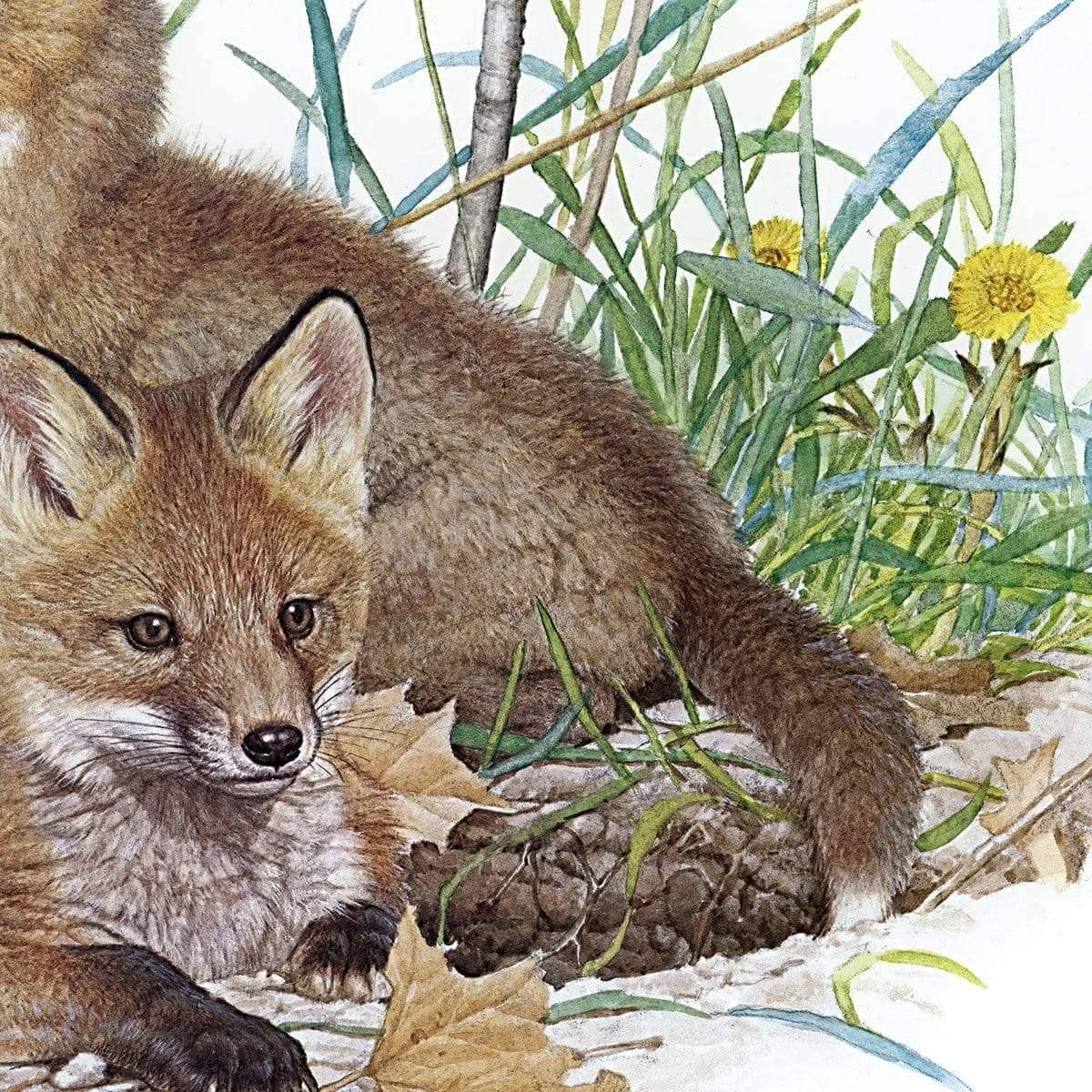 Fox Kits - Canvas Print | Artwork by Glen Loates