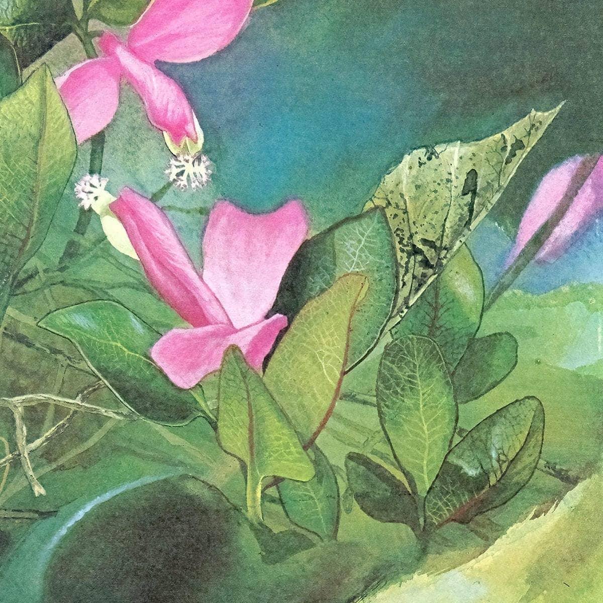 Fringed Polygala - Canvas Print | Artwork by Glen Loates