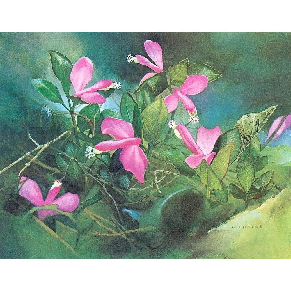 Fringed Polygala - Canvas Print | Artwork by Glen Loates