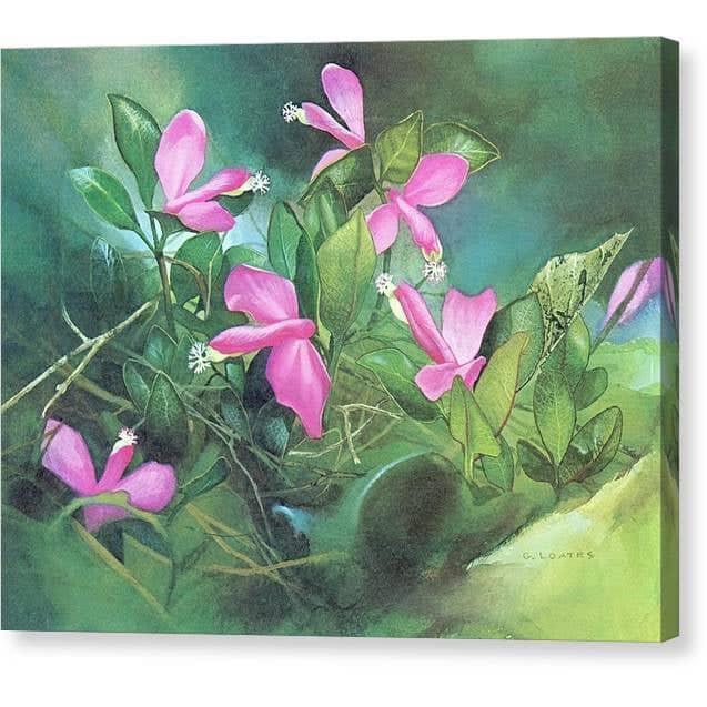 Fringed Polygala - Canvas Print | Artwork by Glen Loates