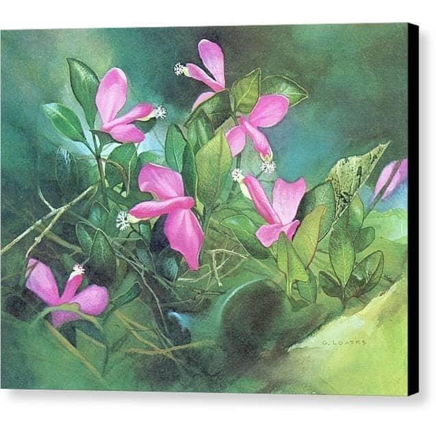Fringed Polygala - Canvas Print | Artwork by Glen Loates