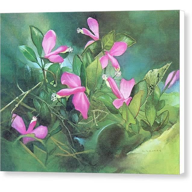 Fringed Polygala - Canvas Print | Artwork by Glen Loates