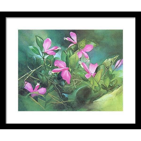 Fringed Polygala - Framed Print | Artwork by Glen Loates