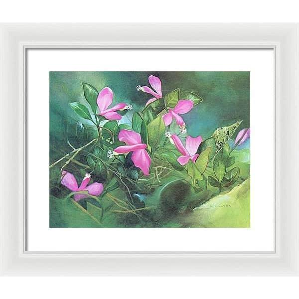 Fringed Polygala - Framed Print | Artwork by Glen Loates