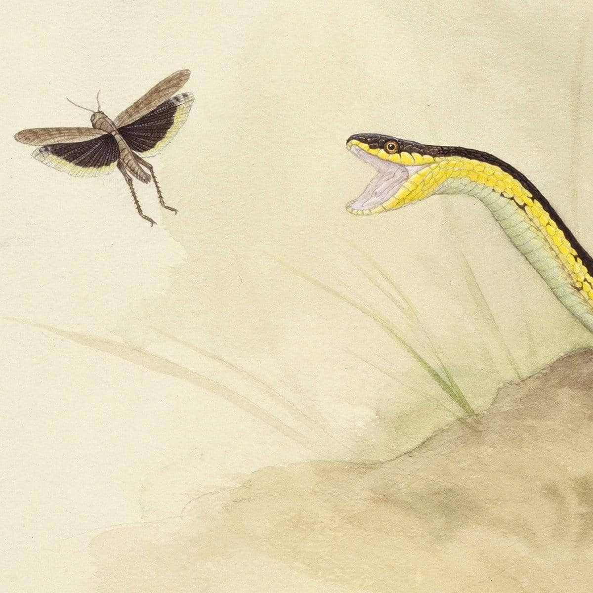 Garter Snake and Grasshopper - Framed Print | Artwork by Glen Loates