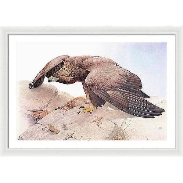 Golden Eagle - Framed Print | Artwork by Glen Loates