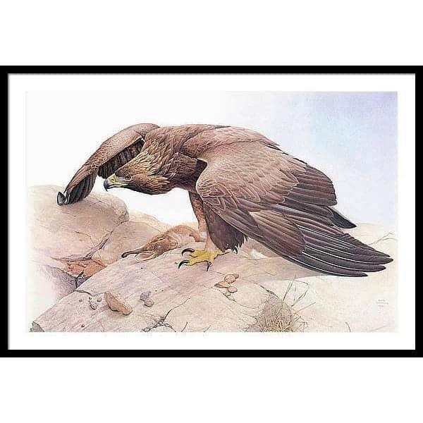 Golden Eagle - Framed Print | Artwork by Glen Loates