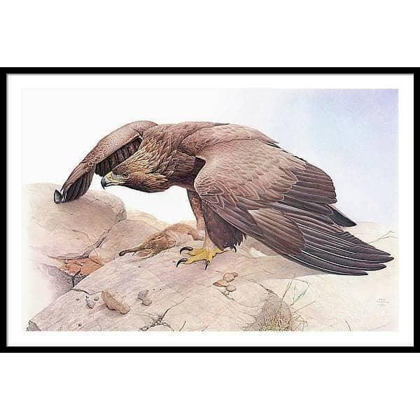 Golden Eagle - Framed Print | Artwork by Glen Loates