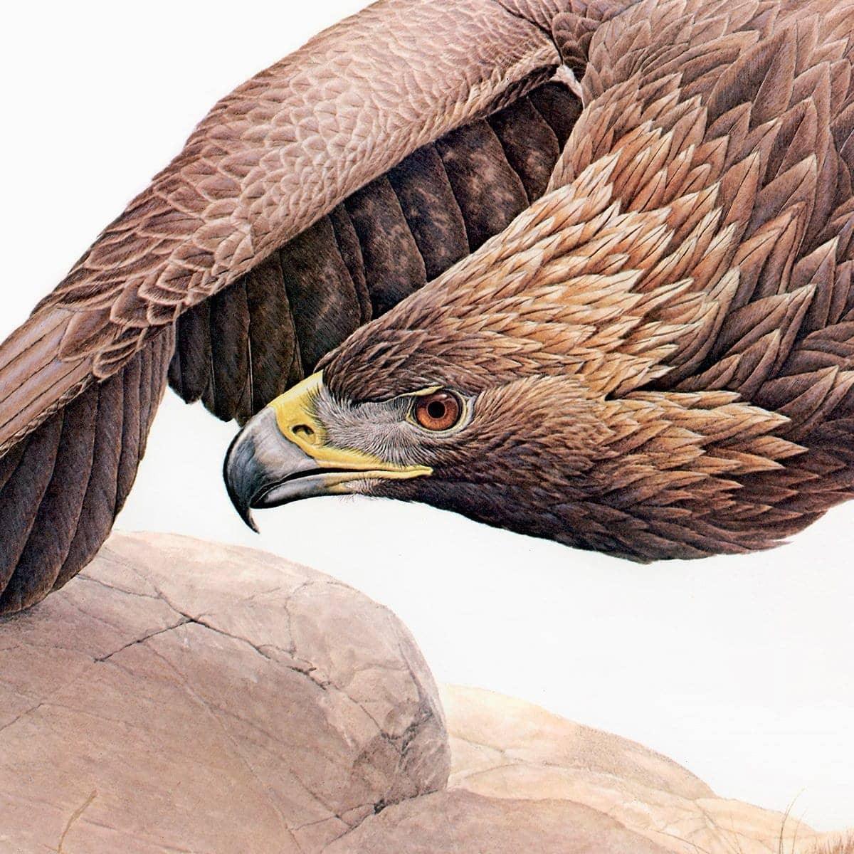 Golden Eagle - Framed Print | Artwork by Glen Loates