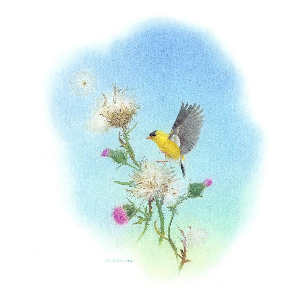 Goldfinch - Canvas Print | Artwork by Glen Loates