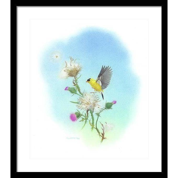 Goldfinch - Framed Print | Artwork by Glen Loates