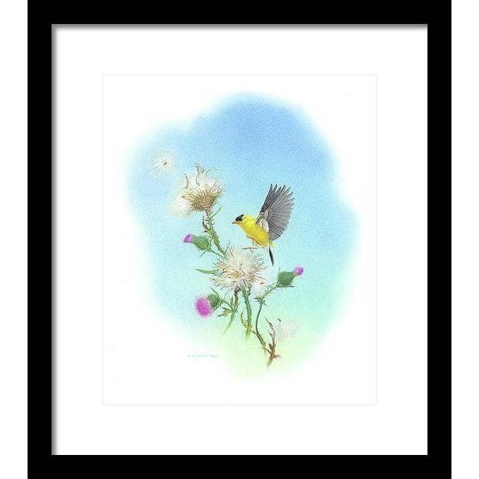 Chardonneret par Glen Loates, œuvre encadrée : un chardonneret jaune se posant sur un chardon, sur fond de ciel bleu
