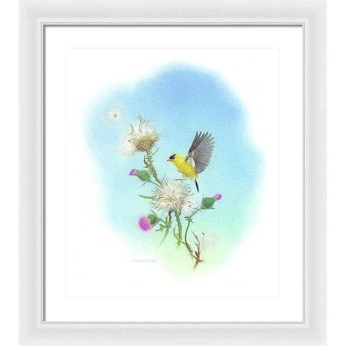 Goldfinch - Framed Print | Artwork by Glen Loates