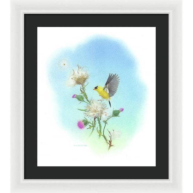 Goldfinch - Framed Print | Artwork by Glen Loates