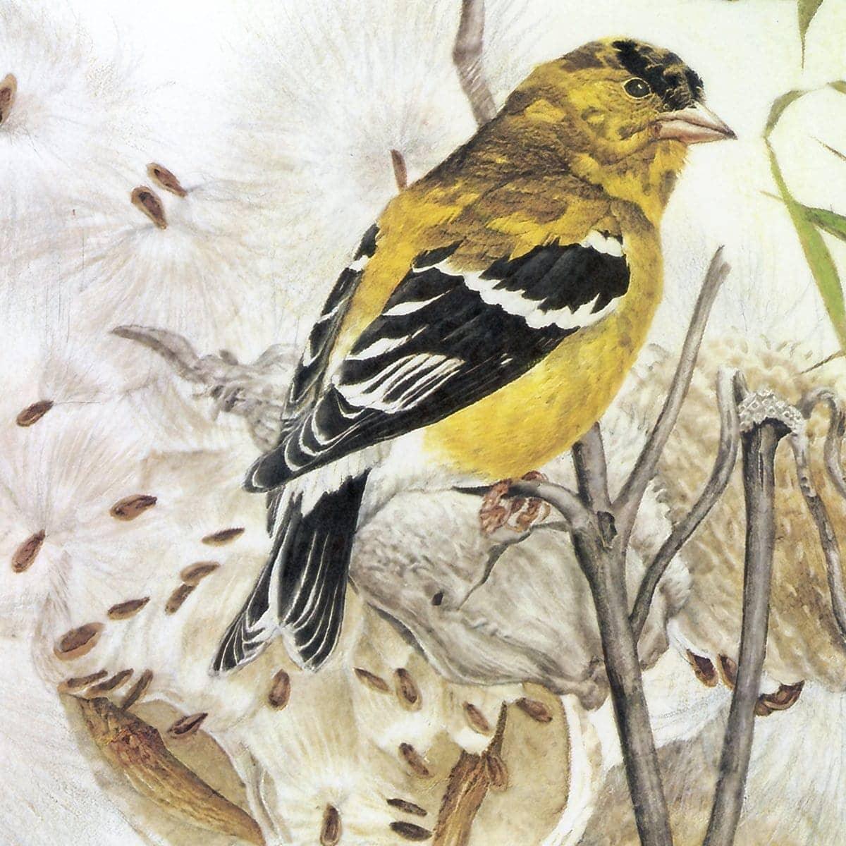 Goldfinches on Thistle - Canvas Print | Artwork by Glen Loates