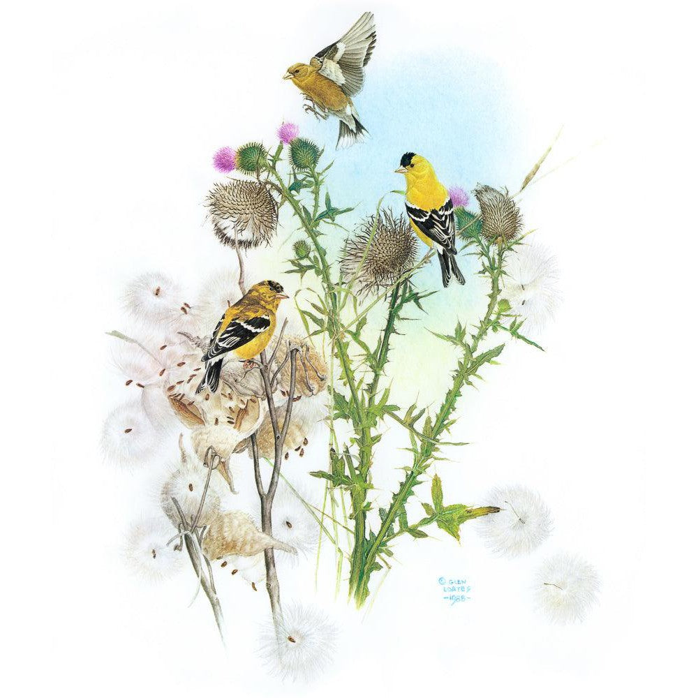 Goldfinches on Thistle - Canvas Print | Artwork by Glen Loates