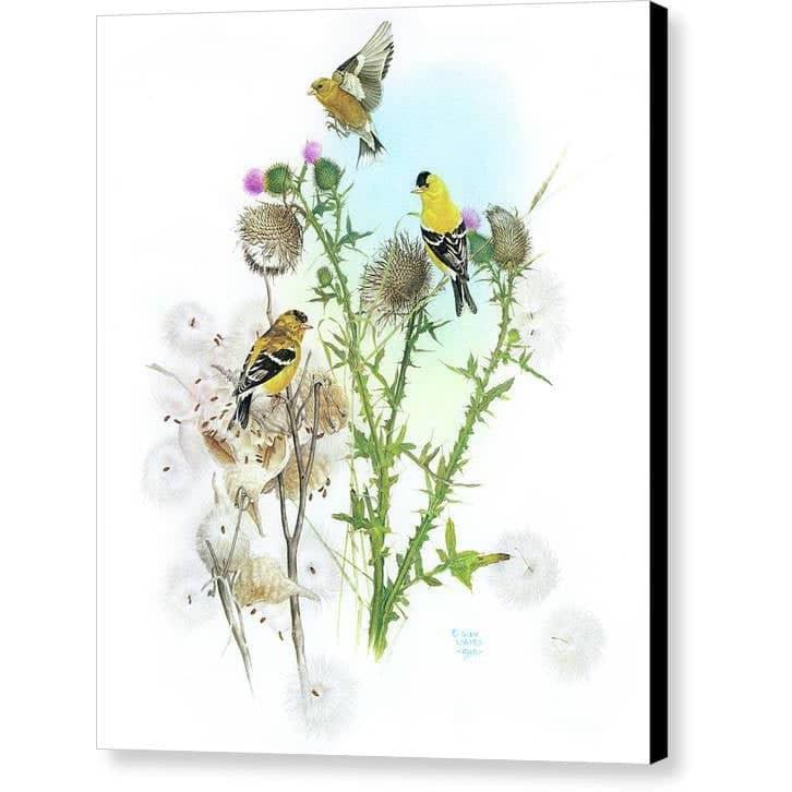 Goldfinches on Thistle - Canvas Print | Artwork by Glen Loates