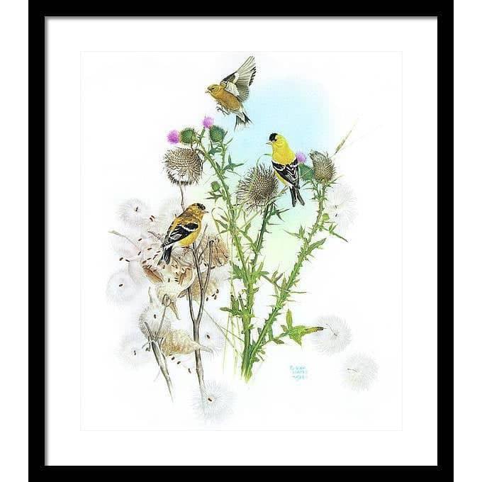 Goldfinches on Thistle - Framed Print | Artwork by Glen Loates