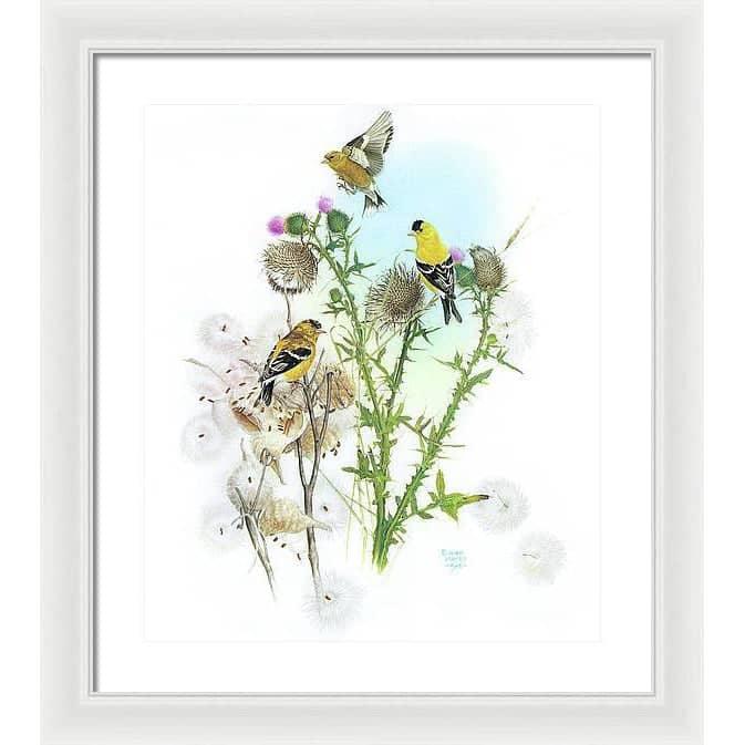 Goldfinches on Thistle - Framed Print | Artwork by Glen Loates