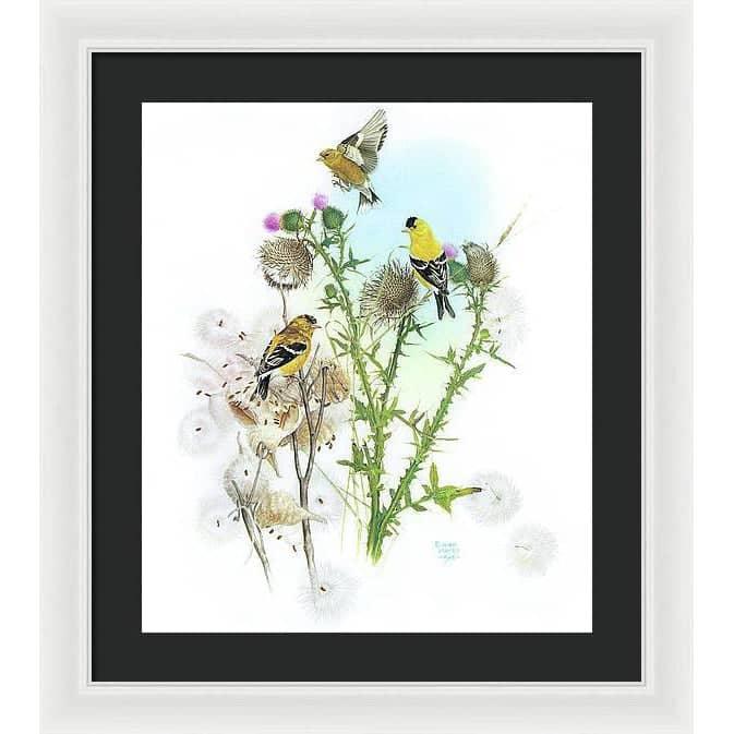Goldfinches on Thistle - Framed Print | Artwork by Glen Loates