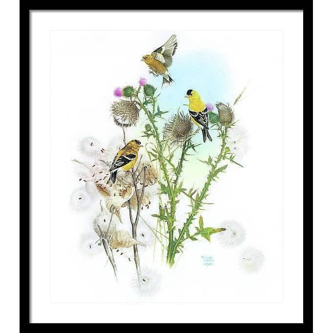 Goldfinches on Thistle - Framed Print | Artwork by Glen Loates