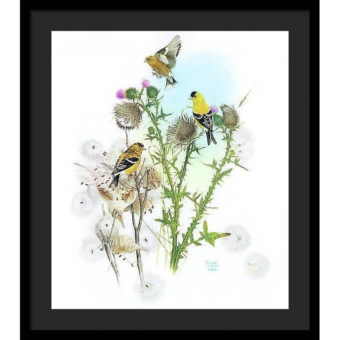 Goldfinches on Thistle - Framed Print | Artwork by Glen Loates