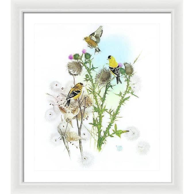 Goldfinches on Thistle - Framed Print | Artwork by Glen Loates