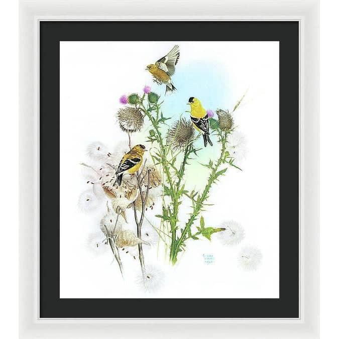 Goldfinches on Thistle - Framed Print | Artwork by Glen Loates