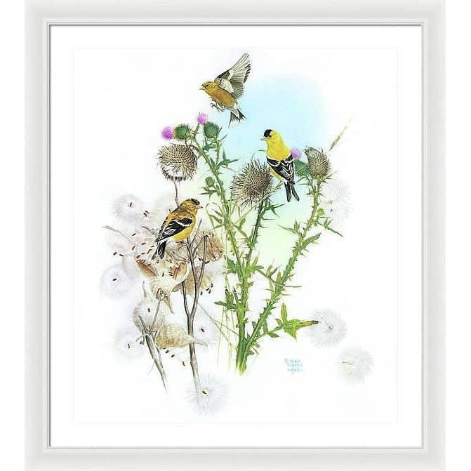 Goldfinches on Thistle - Framed Print | Artwork by Glen Loates