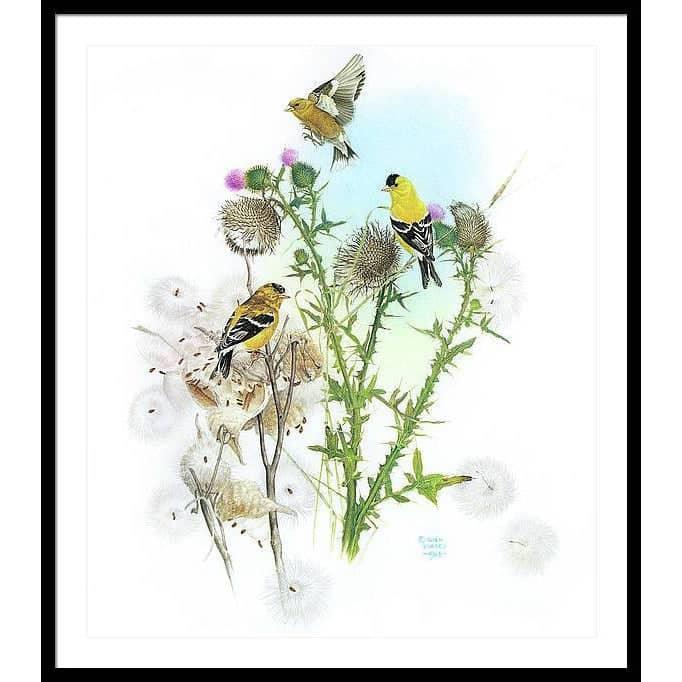 Goldfinches on Thistle - Framed Print | Artwork by Glen Loates