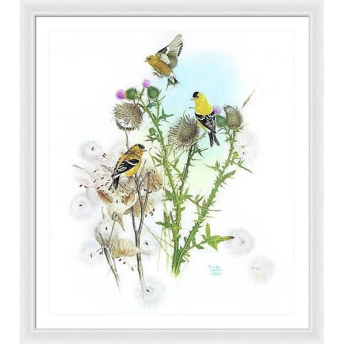 Goldfinches on Thistle - Framed Print | Artwork by Glen Loates