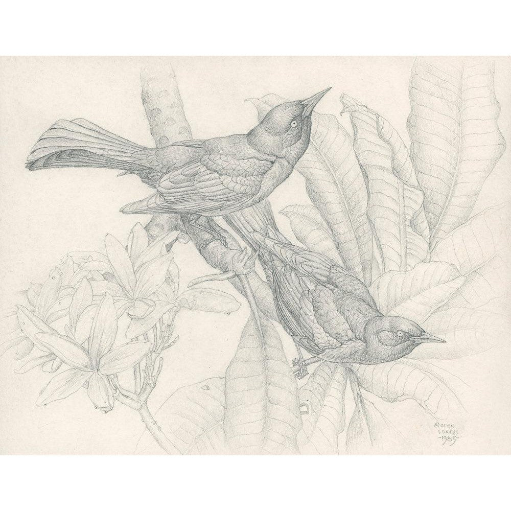 Grackles - Framed Print | Artwork by Glen Loates
