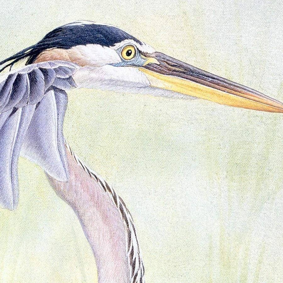 Great Blue Heron - Canvas Print | Artwork by Glen Loates