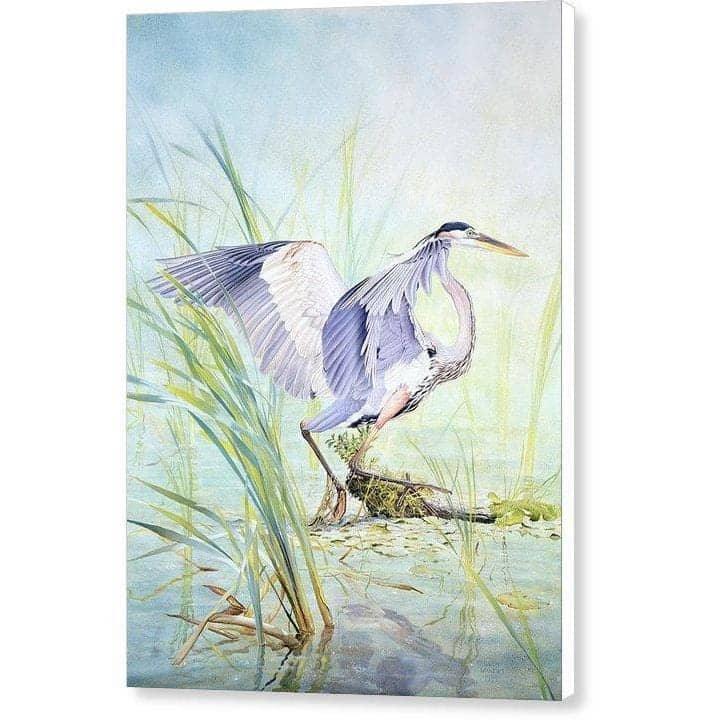 Great Blue Heron - Canvas Print | Artwork by Glen Loates