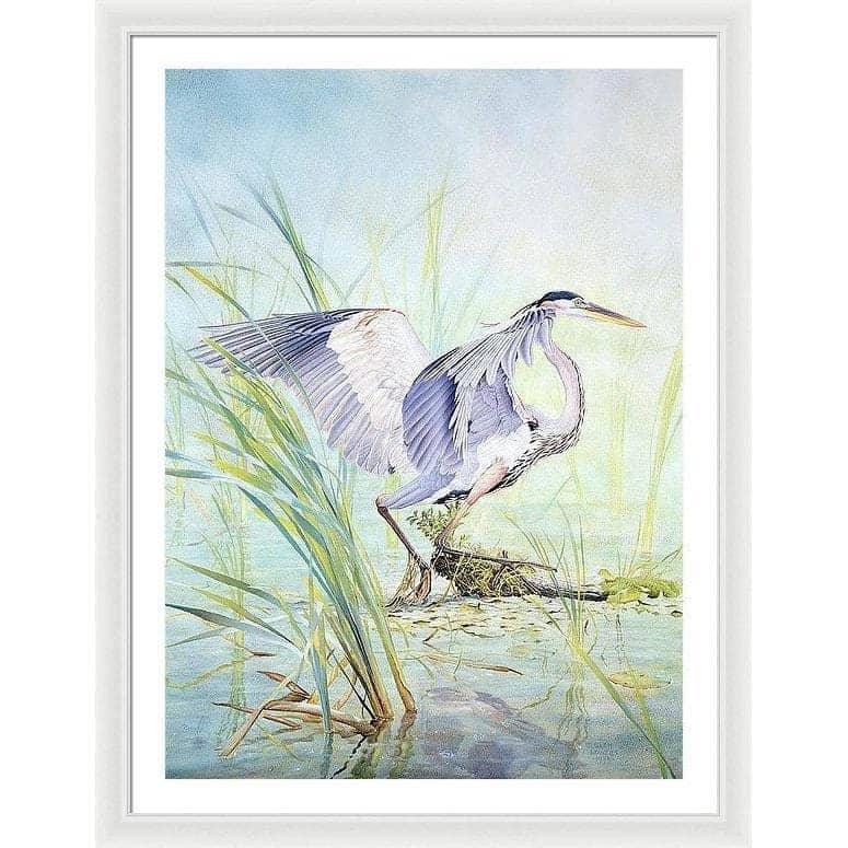 Grand héron bleu par Glen Loates, œuvre encadrée : un grand héron levant les ailes parmi les roseaux au bord de l’eau