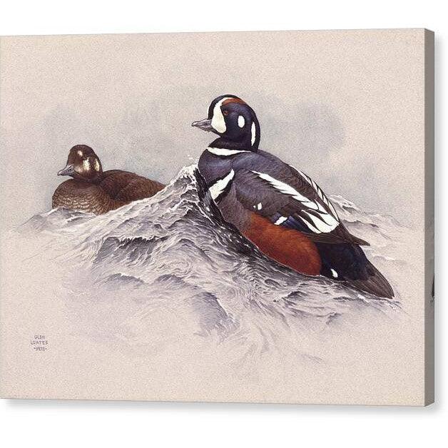 Harlequin Ducks - Canvas Print | Artwork by Glen Loates