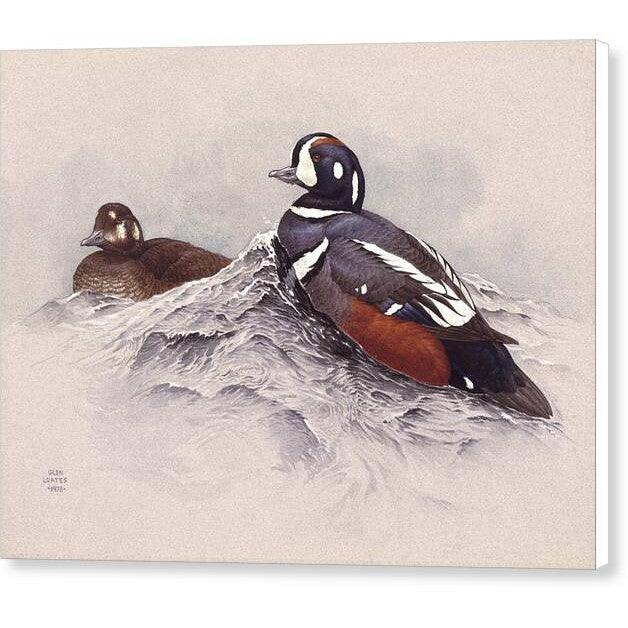 Harlequin Ducks - Canvas Print | Artwork by Glen Loates