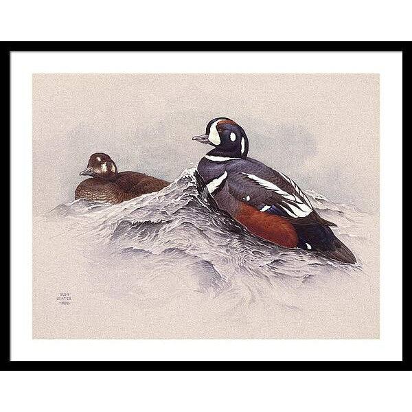 Harlequin Ducks - Framed Print | Artwork by Glen Loates