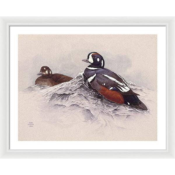 Harlequin Ducks - Framed Print | Artwork by Glen Loates