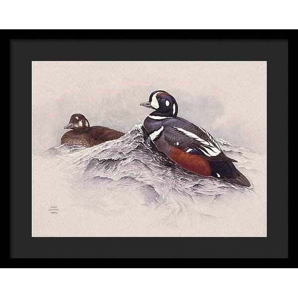 Harlequin Ducks - Framed Print | Artwork by Glen Loates