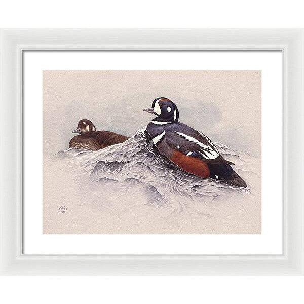 Harlequin Ducks - Framed Print | Artwork by Glen Loates