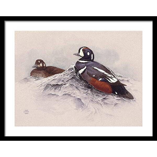 Harlequin Ducks - Framed Print | Artwork by Glen Loates