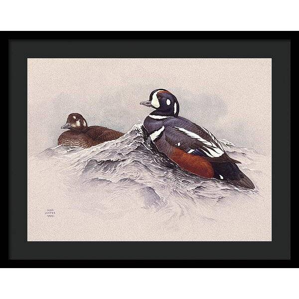 Harlequin Ducks - Framed Print | Artwork by Glen Loates