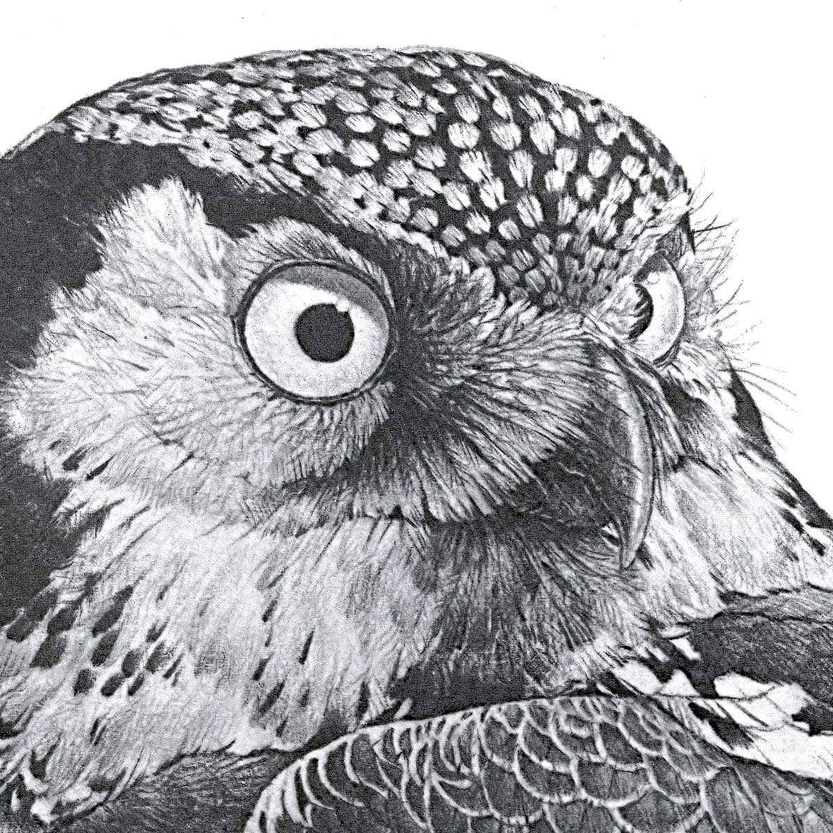 Hawk Owl - Framed Print | Artwork by Glen Loates