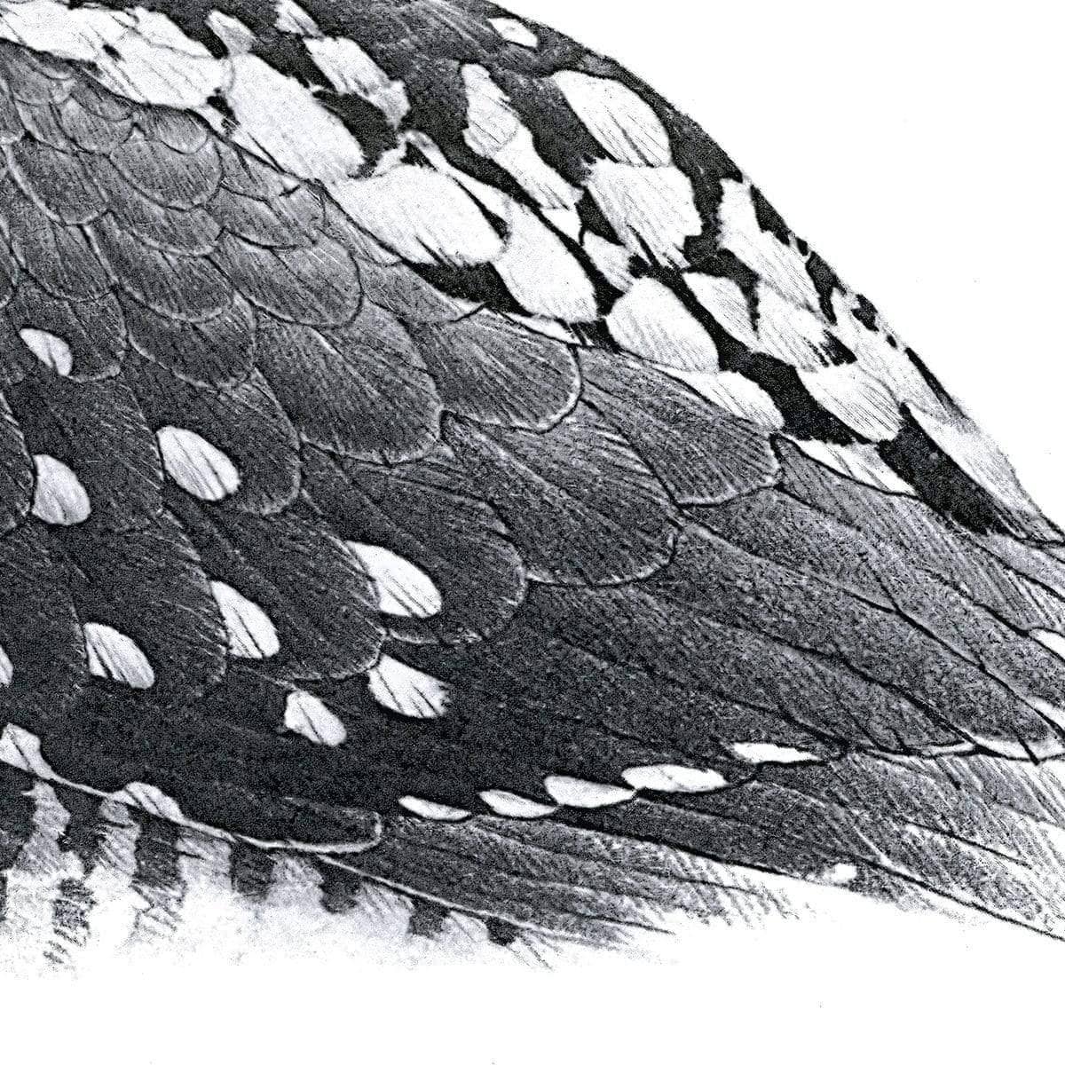Hawk Owl - Framed Print | Artwork by Glen Loates