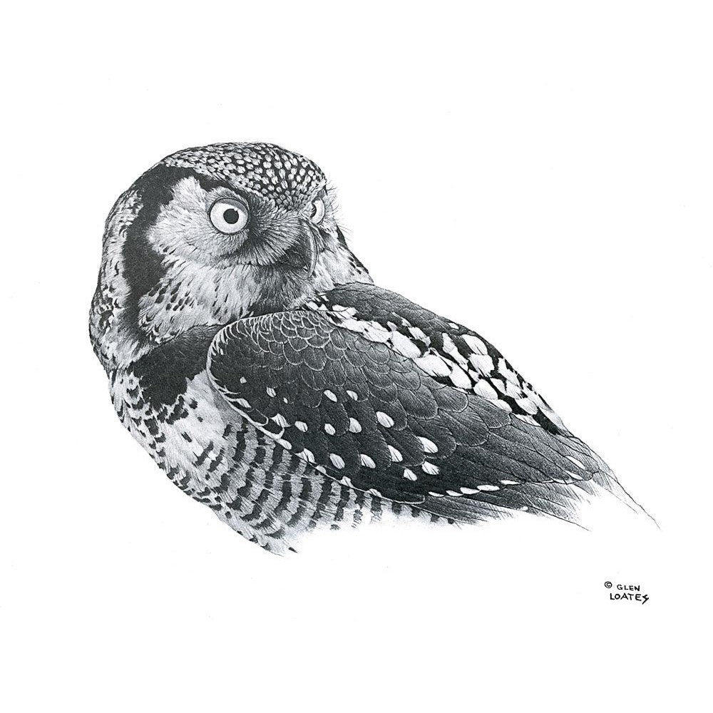 Hawk Owl - Framed Print | Artwork by Glen Loates