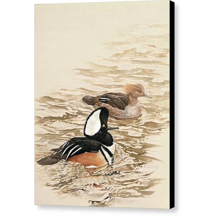Hooded Mergansers - Canvas Print | Artwork by Glen Loates